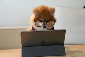 cat watching laptop